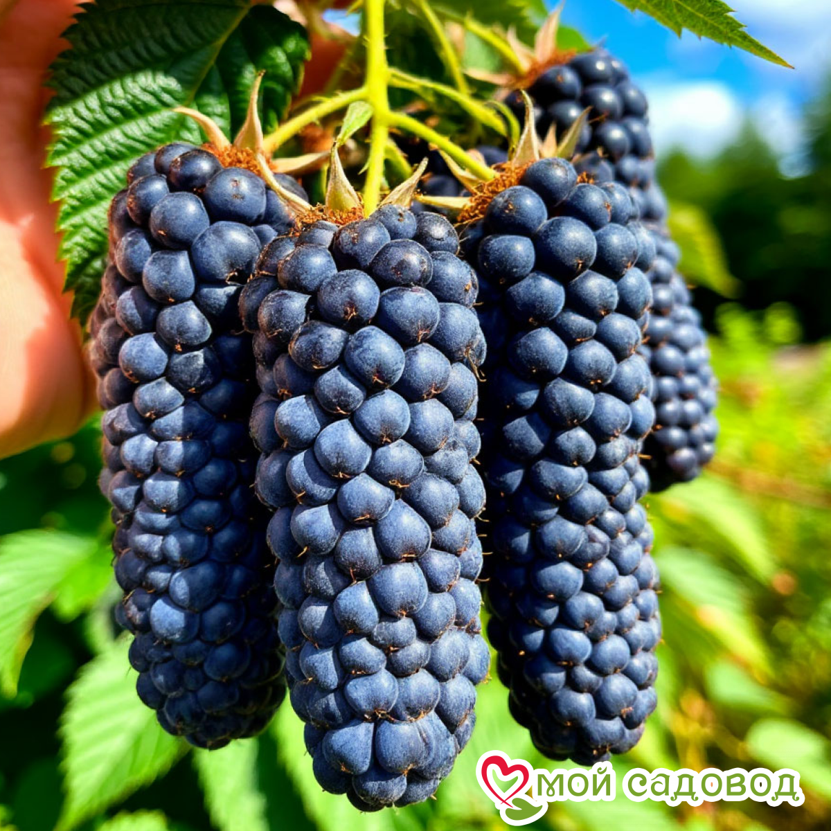 Малина Глен Шик